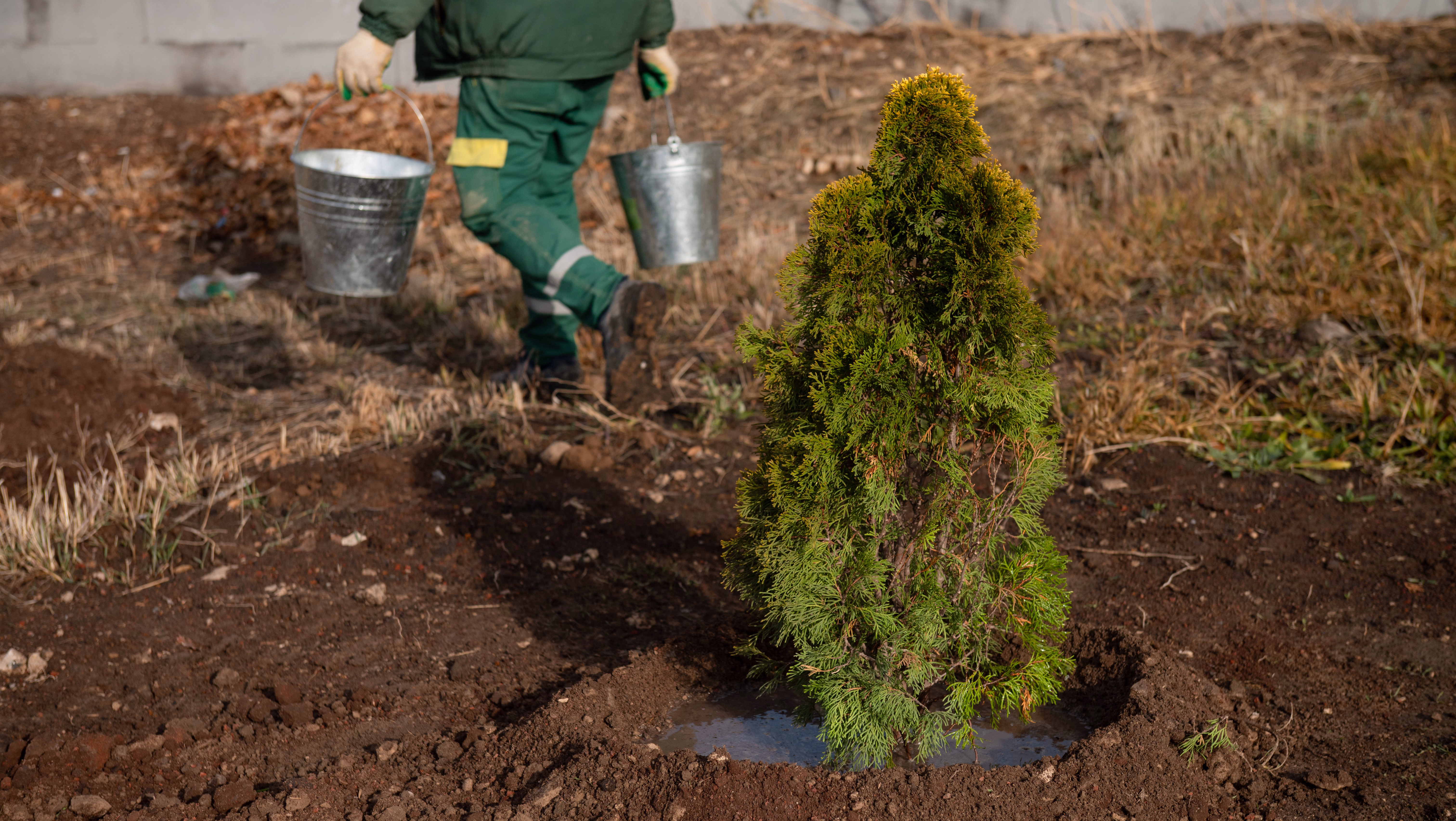 Greening Yerevan with evergreen trees